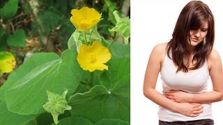 Thuthi Leaves Abutilon indicum Health Benefits  Cure for Piles White discharge [upl. by Charil]