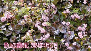 野山の歳時記 うららかな午後に出会った野花たち 2024年4月27日 [upl. by Lysander]