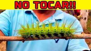 Top 10 Orugas Que NO Debes TOCAR Jamás [upl. by Ehctav]