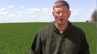 Alfalfa Weevil Scouting in Alfalfa Fields 1 [upl. by Llemej627]