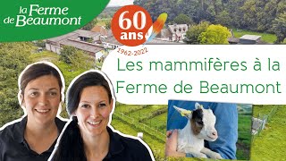 Les mammifères à la Ferme de Beaumont • 60 ans ça se fête [upl. by Draned]