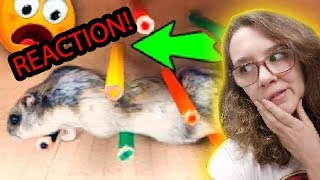 🐹 Lustiger Hamster DIY LABYRINTH 😈 REAKTION von DIY Hamster Maze [upl. by Zadack681]