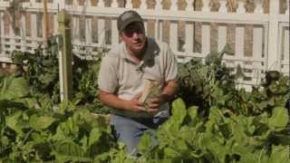 How to Harvest Mustard Greens  Sweet Corn Organic Nursery [upl. by Kimberley534]