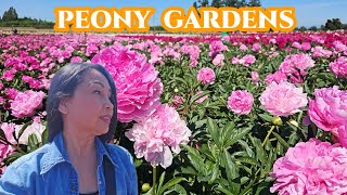 Peony  Adelman Gardens  Beautiful Peony Flowers Farm [upl. by Nehemiah984]