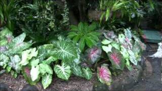 Our Caladium Garden [upl. by Nahshun18]