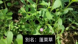 第一百三十六集：過江藤 Phyla nodiflora [upl. by Ontina]