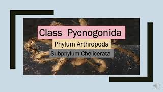 Class Pycnogonida  Phylum Arthropoda P4phylum [upl. by Burrill]