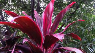 Cordyline fruticosa rubra  Palm Lily HD 04 [upl. by Inesita]