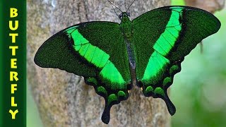 Парусник Палинур лат Papilio palinurus [upl. by Anthiathia]