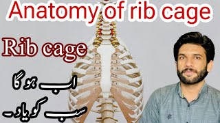 Anatomy of Rib cage in Urdu  Rib cage anatomy [upl. by Lativa]