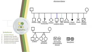 genograma en genopro [upl. by Jeremias]