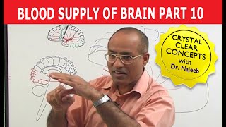 Blood Supply of Brain  Circle of Willis  Part 1011 [upl. by Zeidman]