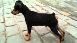 Mini Pinscher Sasha 3 month [upl. by Hammad]