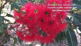 Corymbia ficifolia Summer Red Red Flowering Gum  December Must See [upl. by Aldis315]