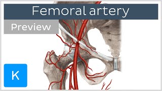 Femoral artery course and branches preview  Human Anatomy  Kenhub [upl. by Acinorev]