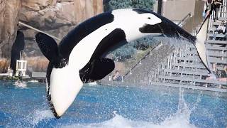 Orca Encounter Full Show  SeaWorld San Diego  June 13 2024 [upl. by Enelehcim]