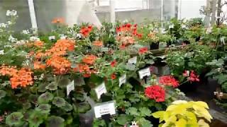 Visit to Fibrex Part 4Species pelargoniums [upl. by Dede50]