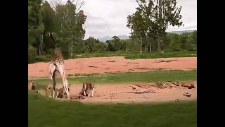 Giraffe vs Lion Pride Amazing Animals Are Here Animal World Animal World Highlights Lion Giraff [upl. by Whipple]