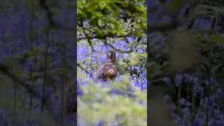 Oh Deer deer bluebells Nature [upl. by Pazice]