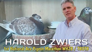 HAROLD ZWIERS  1st National Ace Pigeon Marathon of the Netherlands [upl. by Allveta457]