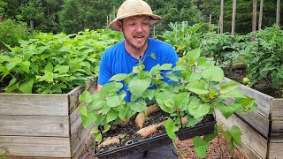 BEST Way to Grow Sweet Potatoes from Store Bought Potatoes Complete Guide [upl. by Beilul89]