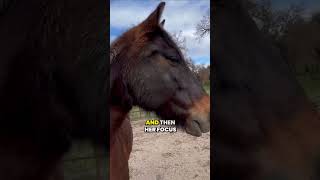 Understanding Horse Behavior Freeze Mode and Twitching horse horsebehavior horsetraining [upl. by Artied]