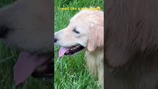 Leowetdoggoldenretrieverpetsdoglovercommentpleasesubscribe [upl. by Marchak160]