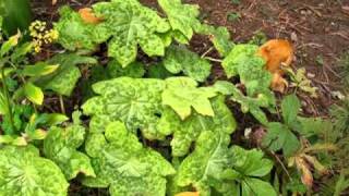 Podophyllum spotty dotty 3599 [upl. by Kara]