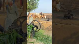 High Speed Chaff Cutter Machine operating With bull shorts trendingshorts ytshorts [upl. by Straub]