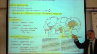 ANATOMY MUSCLES OF THE FACE amp HEAD by Professor Fink [upl. by Arielle]