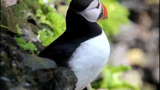 Puffins in Skellig Michael Island [upl. by Adim]