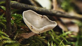 粗柄马鞍菌 Helvella macropus——摄于四川高桥沟 [upl. by Docile]