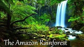 The Amazon Rainforest Facts HD [upl. by Maro]