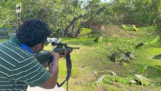 Luring wild iguanas out Mangrove with Mango Hired to Hunt iguanas [upl. by Grannias955]