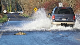 Skokomish River salmon cross the roadPart 2 [upl. by Leruj828]