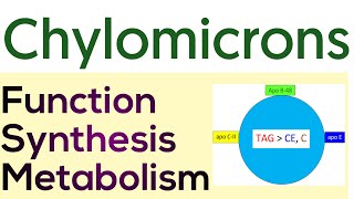 Chylomicrons Metabolism  Formation Functions amp Metabolism chylomicrons [upl. by Nnylakcaj]