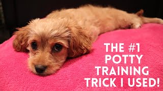 The Best Strategy I Used to Quickly Potty Train my Cavapoo Puppy [upl. by Caril]