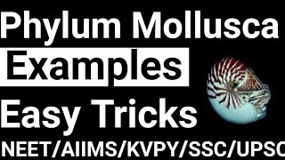 MolluscaExampleTrickTrick to learn examples of phylum molluscaMollusca example trickNEET biology [upl. by Netnilc]