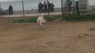 Dogo arjantin ve pitbull dogo argentino vs pitbull [upl. by Eniron153]