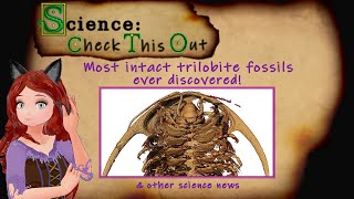 Science Check this out  Most intact trilobite fossils ever discovered [upl. by Didi7]