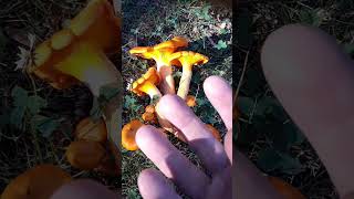 Jack OLantern vs Golden Chanterelle explanation What are the differences [upl. by Tatum]