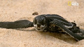 Léclosion des œufs de tortues luth [upl. by Paris]