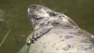 dolfinarium harderwijk parkvideo 2023 [upl. by Gipson]