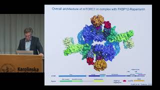 mTOR signaling in growth and metabolism [upl. by Danelle678]