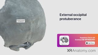 External occipital protuberance [upl. by Latsyc45]