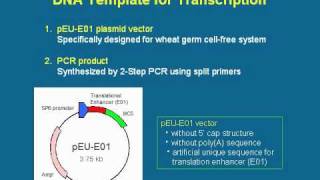 Wheat Germ CellFree Protein Synthesis  Lecture Series 1 [upl. by Oppen13]