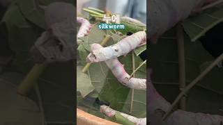 자연관찰 누에 silkworm silkworms 누에고치 insects [upl. by Lanette459]