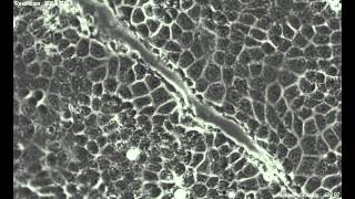 Scratch assays of MDCK cells [upl. by Elene182]