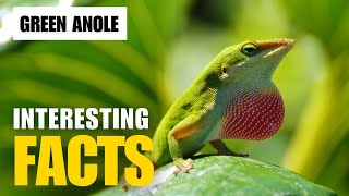 Exploring the Mysterious Green Anole  Interesting Facts  The Beast World [upl. by Cinda]