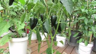 Great Container PeppersThe Poblano Pepper is Outstanding  The Rusted Vegetable Garden [upl. by Ttihw]